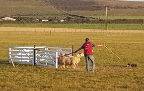 Welsh National Sheepdog Trials
